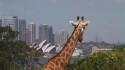 Taroonga ZOO Sydney