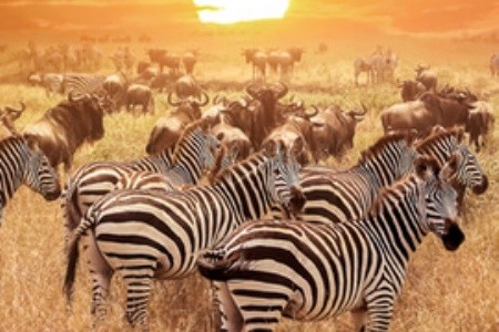 Serengeti Nemzeti Park – az afrikai parkok koronázatlan királya