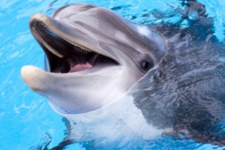 A bulgáriai Várna delfináriuma